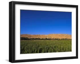 Poppy Field Between Daulitiar and Chakhcharan, Afghanistan, Asia-Jane Sweeney-Framed Photographic Print