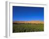 Poppy Field Between Daulitiar and Chakhcharan, Afghanistan, Asia-Jane Sweeney-Framed Photographic Print