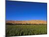 Poppy Field Between Daulitiar and Chakhcharan, Afghanistan, Asia-Jane Sweeney-Mounted Photographic Print