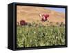 Poppy Field Between Daulitiar and Chakhcharan, Afghanistan, Asia-Jane Sweeney-Framed Stretched Canvas