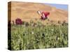 Poppy Field Between Daulitiar and Chakhcharan, Afghanistan, Asia-Jane Sweeney-Stretched Canvas