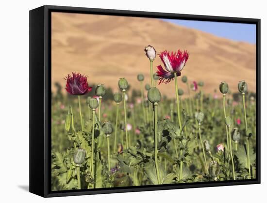 Poppy Field Between Daulitiar and Chakhcharan, Afghanistan, Asia-Jane Sweeney-Framed Stretched Canvas