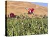 Poppy Field Between Daulitiar and Chakhcharan, Afghanistan, Asia-Jane Sweeney-Stretched Canvas