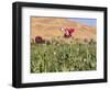 Poppy Field Between Daulitiar and Chakhcharan, Afghanistan, Asia-Jane Sweeney-Framed Photographic Print