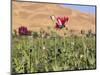 Poppy Field Between Daulitiar and Chakhcharan, Afghanistan, Asia-Jane Sweeney-Mounted Photographic Print