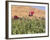 Poppy Field Between Daulitiar and Chakhcharan, Afghanistan, Asia-Jane Sweeney-Framed Photographic Print