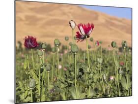 Poppy Field Between Daulitiar and Chakhcharan, Afghanistan, Asia-Jane Sweeney-Mounted Photographic Print