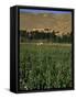 Poppy Field Between Daulitiar and Chakhcharan, Afghanistan-Jane Sweeney-Framed Stretched Canvas