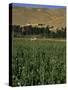 Poppy Field Between Daulitiar and Chakhcharan, Afghanistan-Jane Sweeney-Stretched Canvas