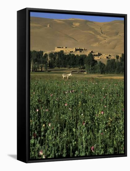 Poppy Field Between Daulitiar and Chakhcharan, Afghanistan-Jane Sweeney-Framed Stretched Canvas
