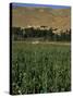 Poppy Field Between Daulitiar and Chakhcharan, Afghanistan-Jane Sweeney-Stretched Canvas