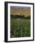 Poppy Field Between Daulitiar and Chakhcharan, Afghanistan-Jane Sweeney-Framed Photographic Print