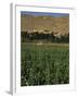 Poppy Field Between Daulitiar and Chakhcharan, Afghanistan-Jane Sweeney-Framed Photographic Print