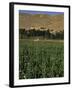 Poppy Field Between Daulitiar and Chakhcharan, Afghanistan-Jane Sweeney-Framed Photographic Print