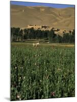 Poppy Field Between Daulitiar and Chakhcharan, Afghanistan-Jane Sweeney-Mounted Photographic Print