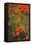 Poppy Field Design, Central California-null-Framed Stretched Canvas