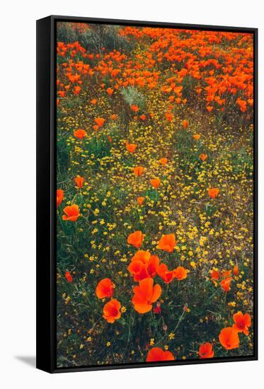 Poppy Field Design, Central California-null-Framed Stretched Canvas