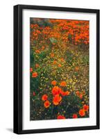 Poppy Field Design, Central California-null-Framed Photographic Print