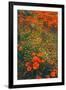 Poppy Field Design, Central California-null-Framed Photographic Print