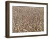 Poppy field, faded poppies-Jan Halaska-Framed Photographic Print