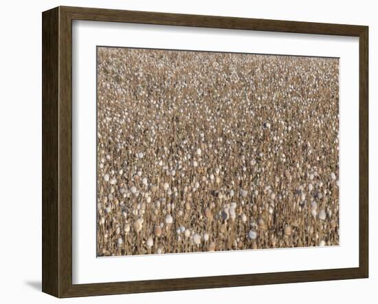 Poppy field, faded poppies-Jan Halaska-Framed Photographic Print