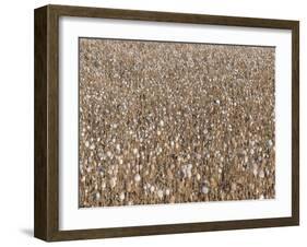 Poppy field, faded poppies-Jan Halaska-Framed Photographic Print