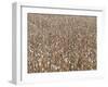 Poppy field, faded poppies-Jan Halaska-Framed Photographic Print