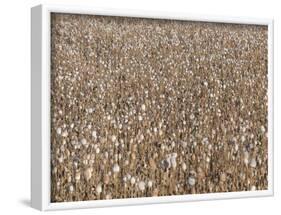 Poppy field, faded poppies-Jan Halaska-Framed Photographic Print