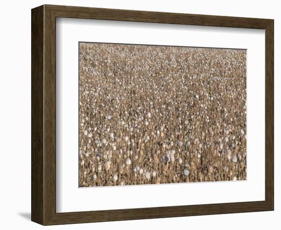 Poppy field, faded poppies-Jan Halaska-Framed Photographic Print