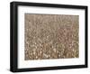 Poppy field, faded poppies-Jan Halaska-Framed Photographic Print