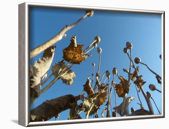 Poppy field, faded poppies-Jan Halaska-Framed Photographic Print