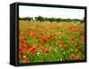 Poppy Field, Figueres, Girona, Catalonia, Spain, Europe-Mark Mawson-Framed Stretched Canvas