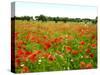 Poppy Field, Figueres, Girona, Catalonia, Spain, Europe-Mark Mawson-Stretched Canvas