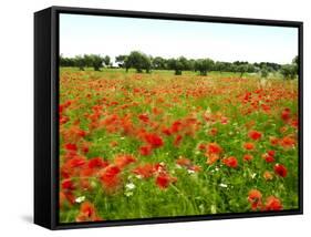 Poppy Field, Figueres, Girona, Catalonia, Spain, Europe-Mark Mawson-Framed Stretched Canvas