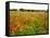 Poppy Field, Figueres, Girona, Catalonia, Spain, Europe-Mark Mawson-Framed Stretched Canvas