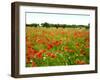 Poppy Field, Figueres, Girona, Catalonia, Spain, Europe-Mark Mawson-Framed Photographic Print