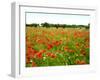 Poppy Field, Figueres, Girona, Catalonia, Spain, Europe-Mark Mawson-Framed Photographic Print