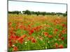 Poppy Field, Figueres, Girona, Catalonia, Spain, Europe-Mark Mawson-Mounted Photographic Print