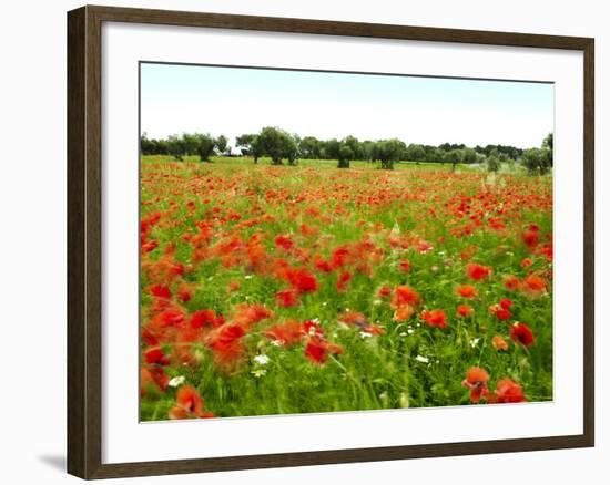 Poppy Field, Figueres, Girona, Catalonia, Spain, Europe-Mark Mawson-Framed Photographic Print