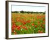 Poppy Field, Figueres, Girona, Catalonia, Spain, Europe-Mark Mawson-Framed Photographic Print