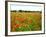 Poppy Field, Figueres, Girona, Catalonia, Spain, Europe-Mark Mawson-Framed Photographic Print