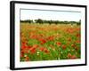 Poppy Field, Figueres, Girona, Catalonia, Spain, Europe-Mark Mawson-Framed Photographic Print