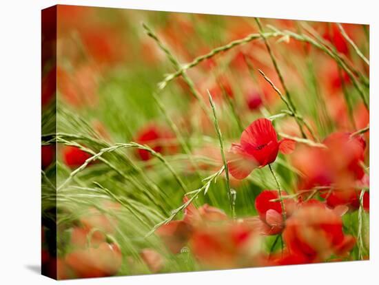 Poppy Field, Figueres, Girona, Catalonia, Spain, Europe-Mark Mawson-Stretched Canvas