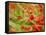 Poppy Field, Figueres, Girona, Catalonia, Spain, Europe-Mark Mawson-Framed Stretched Canvas