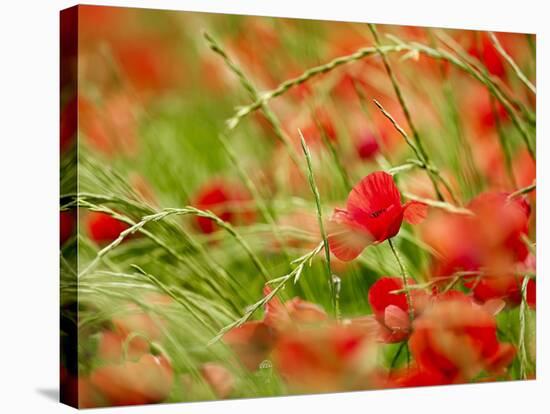 Poppy Field, Figueres, Girona, Catalonia, Spain, Europe-Mark Mawson-Stretched Canvas