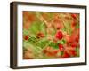 Poppy Field, Figueres, Girona, Catalonia, Spain, Europe-Mark Mawson-Framed Photographic Print