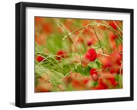 Poppy Field, Figueres, Girona, Catalonia, Spain, Europe-Mark Mawson-Framed Photographic Print