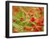 Poppy Field, Figueres, Girona, Catalonia, Spain, Europe-Mark Mawson-Framed Photographic Print