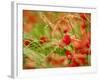 Poppy Field, Figueres, Girona, Catalonia, Spain, Europe-Mark Mawson-Framed Photographic Print