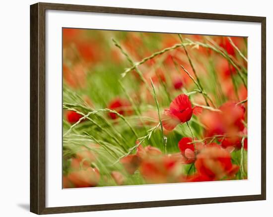 Poppy Field, Figueres, Girona, Catalonia, Spain, Europe-Mark Mawson-Framed Photographic Print